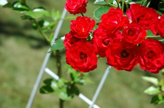 Connect with nature - pretty red rose flowers.
